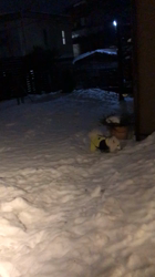 新井敏朗ブリーダーからお迎えした日本スピッツ：しらたまくん