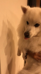 新井敏朗ブリーダーからお迎えした日本スピッツ：しらたまくん