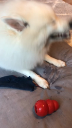 新井敏朗ブリーダーからお迎えした日本スピッツ：しらたまくん