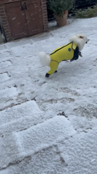 新井敏朗ブリーダーからお迎えした日本スピッツ：しらたまくん