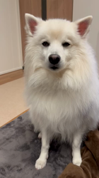 新井敏朗ブリーダーからお迎えした日本スピッツ：しらたまくん