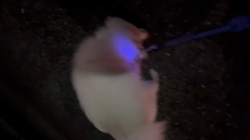 新井敏朗ブリーダーからお迎えした日本スピッツ：しらたまくん