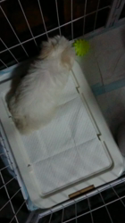 小原智子ブリーダーからお迎えしたマルチーズ：昌磨くん