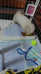 小原智子ブリーダーからお迎えしたマルチーズ：昌磨くん