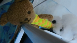 小原智子ブリーダーからお迎えしたマルチーズ：昌磨くん