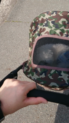 小原智子ブリーダーからお迎えしたマルチーズ：昌磨くん