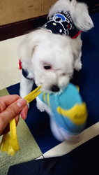 小原智子ブリーダーからお迎えしたマルチーズ：昌磨くん