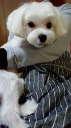 小原智子ブリーダーからお迎えしたマルチーズ：昌磨くん