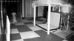 小原智子ブリーダーからお迎えしたマルチーズ：昌磨くん