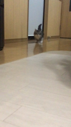 吉田真理子ブリーダーからお迎えしたノルウェージャンフォレストキャット：ノルくん