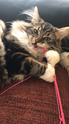 吉田真理子ブリーダーからお迎えしたノルウェージャンフォレストキャット：ノルくん