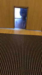 吉田真理子ブリーダーからお迎えしたノルウェージャンフォレストキャット：ノルくん