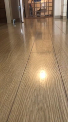 吉田真理子ブリーダーからお迎えしたノルウェージャンフォレストキャット：ノルくん