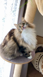 吉田真理子ブリーダーからお迎えしたノルウェージャンフォレストキャット：ノルくん