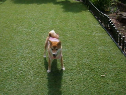 小野正規ブリーダーからお迎えした柴犬：ゆきかちゃん