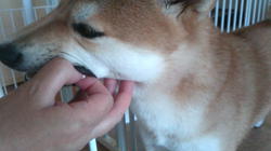 小野正規ブリーダーからお迎えした柴犬：ゆきかちゃん