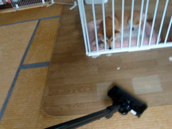 小野正規ブリーダーからお迎えした柴犬：ゆきかちゃん