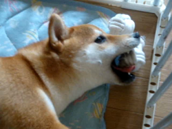 小野正規ブリーダーからお迎えした柴犬：ゆきかちゃん