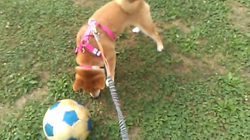 小野正規ブリーダーからお迎えした柴犬：ゆきかちゃん