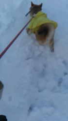 小野正規ブリーダーからお迎えした柴犬：ゆきかちゃん