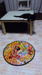 堀田まゆみブリーダーからお迎えしたマンチカン：ポン太くん