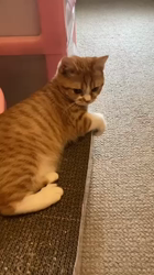 杉野洋子ブリーダーからお迎えしたマンチカン：にこちゃん