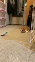 杉野洋子ブリーダーからお迎えしたマンチカン：にこちゃん