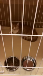 杉野洋子ブリーダーからお迎えしたマンチカン：にこちゃん