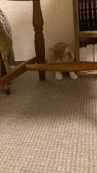 杉野洋子ブリーダーからお迎えしたマンチカン：にこちゃん