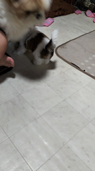 増田眞文ブリーダーからお迎えしたシーズー：モジーくん