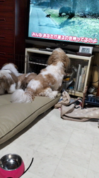 増田眞文ブリーダーからお迎えしたシーズー：モジーくん