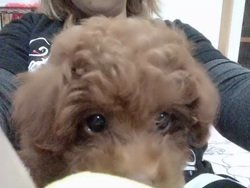 鈴木いづみブリーダーからお迎えしたトイプードル：ソルくん