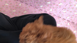 鈴木いづみブリーダーからお迎えしたトイプードル：ソルくん