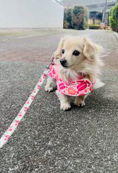 田村佐知子ブリーダーからお迎えしたカニンヘンダックスフンド(ロング)：COCOちゃん