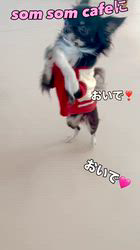 勝間大輝ブリーダーからお迎えしたチワワ(ロング)：プリンちゃん