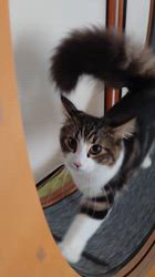 望月一男ブリーダーからお迎えしたノルウェージャンフォレストキャット：ソフィちゃん