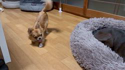 宮川舞ブリーダーからお迎えしたチワワ(ロング)：あんずちゃん