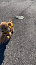 関口路子ブリーダーからお迎えしたトイプードル：そらくん