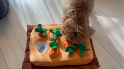 関口路子ブリーダーからお迎えしたトイプードル：そらくん