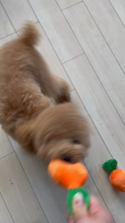 関口路子ブリーダーからお迎えしたトイプードル：そらくん