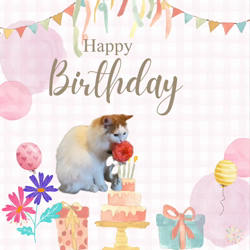 宮村佳子ブリーダーからお迎えしたトイプードル：こむぎちゃん