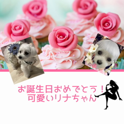 宮村佳子ブリーダーからお迎えしたトイプードル：こむぎちゃん