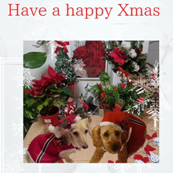 宮村佳子ブリーダーからお迎えしたトイプードル：こむぎちゃん