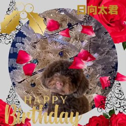 宮村佳子ブリーダーからお迎えしたトイプードル：こむぎちゃん