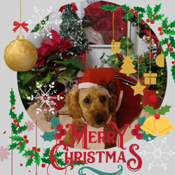 宮村佳子ブリーダーからお迎えしたトイプードル：こむぎちゃん