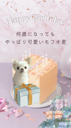 宮村佳子ブリーダーからお迎えしたトイプードル：こむぎちゃん