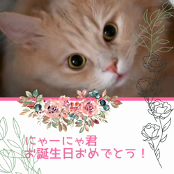 宮村佳子ブリーダーからお迎えしたトイプードル：こむぎちゃん