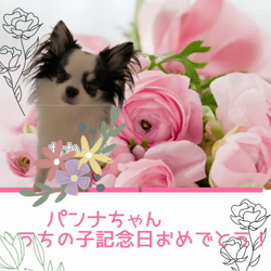 宮村佳子ブリーダーからお迎えしたトイプードル：こむぎちゃん