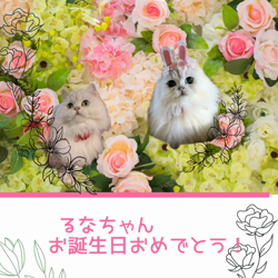 宮村佳子ブリーダーからお迎えしたトイプードル：こむぎちゃん