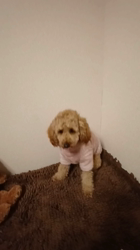 宮村佳子ブリーダーからお迎えしたトイプードル：こむぎちゃん